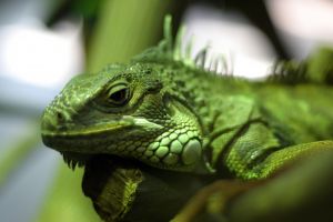 Lizard